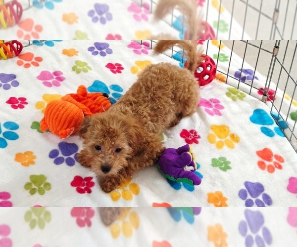 Medium Photo #10 Cavapoo mix (+ Poodle Miniature) Puppy For Sale in ORO VALLEY, AZ, USA