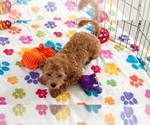 Amber - Female Cavapoo mix (+ Poodle Miniature) Puppy for Sale - Photo #10