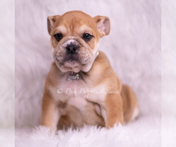 Medium Photo #2 Bulldog Puppy For Sale in WARSAW, IN, USA