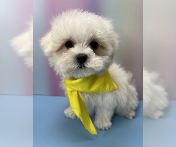 Medium Photo #1 Maltese Puppy For Sale in BROOKLYN, NY, USA