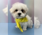 Small Photo #1 Maltese Puppy For Sale in BROOKLYN, NY, USA