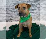 Small #1 Labrador Retriever Mix