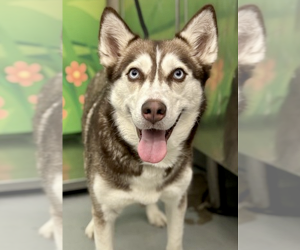 Medium Photo #1 Siberian Husky Puppy For Sale in Carrollton, TX, USA