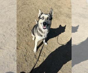 Siberian Husky Dogs for adoption in Chula Vista, CA, USA