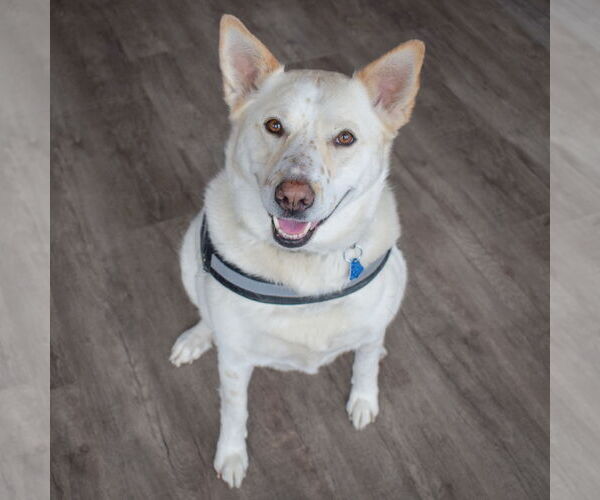 Medium Photo #3 German Shepherd Dog-Huskies  Mix Puppy For Sale in Huntley, IL, USA