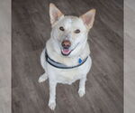 Small #2 German Shepherd Dog-Huskies  Mix