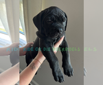 Small #1 Boerboel