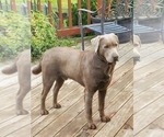 Small Photo #1 Labrador Retriever Puppy For Sale in CHEHALIS, WA, USA