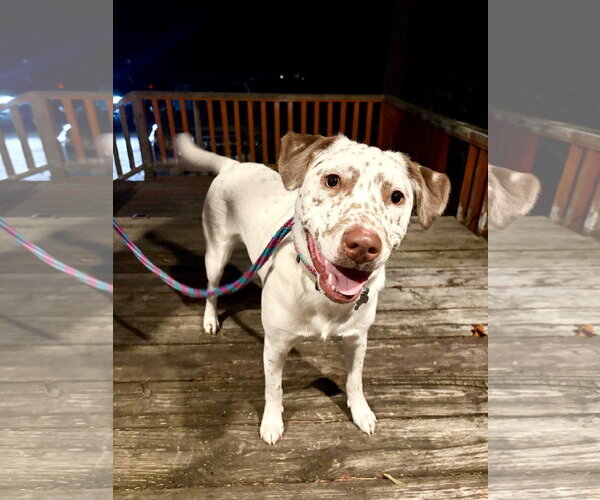 Medium Photo #2 Catahoula Leopard Dog-Unknown Mix Puppy For Sale in Holly Springs, NC, USA