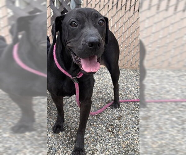 Medium Photo #1 Labrador Retriever-Unknown Mix Puppy For Sale in Palmetto, FL, USA