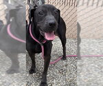 ELEANOR - Female Labrador Retriever-Unknown Mix Dog for Adoption - Small photo