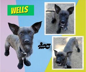 Mutt Dogs for adoption in Lindsay, CA, USA
