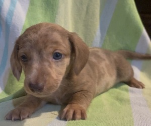 Dachshund Puppy for sale in LAWSON, MO, USA