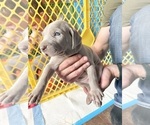 Puppy Snickerdoodle Weimaraner