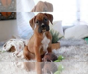 Medium Boxer