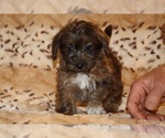 Small #14 Yorkiepoo mix (+ Poodle Toy)