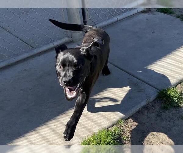 Medium Photo #2 Mutt Puppy For Sale in Modesto, CA, USA