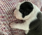 Small Photo #6 American Bully Puppy For Sale in NAUGATUCK, CT, USA