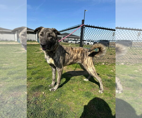 Medium Photo #1 Mutt Puppy For Sale in Evansville, IN, USA