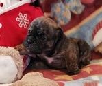 Small Photo #3 Bulldog Puppy For Sale in SPRINGFIELD, MO, USA