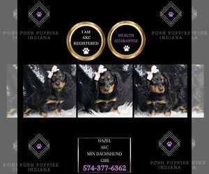 Dachshund Puppy for sale in WARSAW, IN, USA
