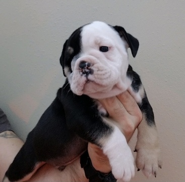 Medium Photo #8 Olde English Bulldogge Puppy For Sale in CRESTVIEW, FL, USA