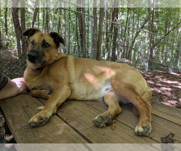 Medium Photo #3 German Shepherd Dog-Unknown Mix Puppy For Sale in McCormick, SC, USA
