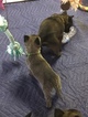 Small Photo #4 Belgian Malinois-Dutch Shepherd Dog Mix Puppy For Sale in BRIGHTON, TN, USA