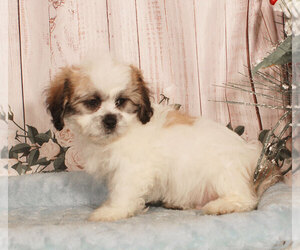 Zuchon Puppy for sale in PENNS CREEK, PA, USA