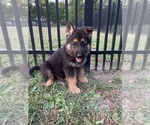 Small Photo #9 German Shepherd Dog Puppy For Sale in HEDGESVILLE, WV, USA