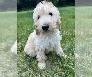Goldendoodle (Miniature) Puppy for sale in DURHAM, CT, USA