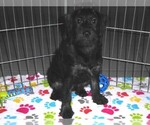 Small #9 Schnoodle (Miniature)