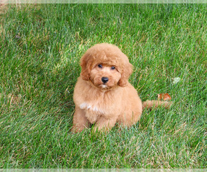 Goldendoodle-Poodle (Toy) Mix Puppy for sale in SYRACUSE, IN, USA