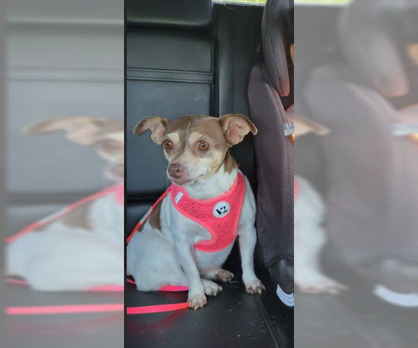 Medium Photo #2 Chihuahua-Unknown Mix Puppy For Sale in Cranston, RI, USA