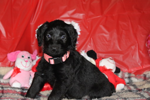 Medium Photo #2 Labradoodle Puppy For Sale in BROKEN BOW, OK, USA