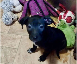 Mutt Dogs for adoption in Mooresville, NC, USA