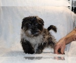 Small #1 Yorkiepoo mix (+ Poodle Toy)