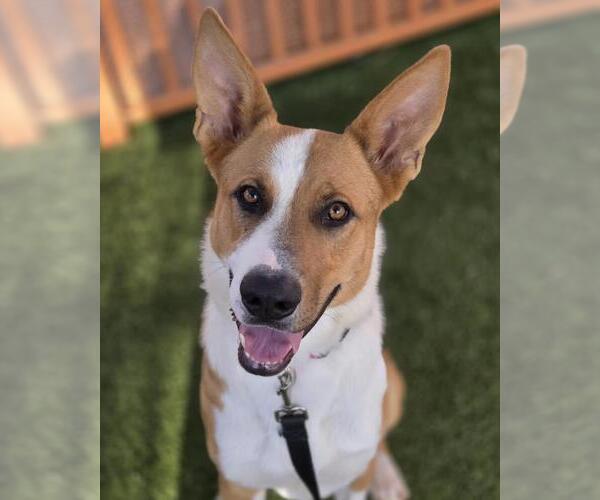 Medium Photo #1 German Shepherd Dog-Unknown Mix Puppy For Sale in Las Vegas, NV, USA