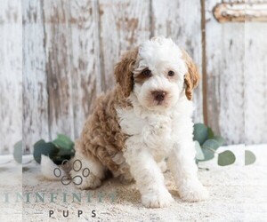 Bernedoodle (Miniature) Puppy for sale in SUNBURY, PA, USA