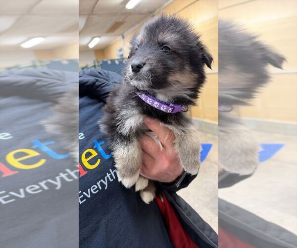 Medium Photo #1 Mutt Puppy For Sale in Calgary, Alberta, Canada