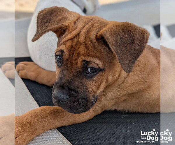 Medium Photo #10 Labrador Retriever-Unknown Mix Puppy For Sale in Washington, DC, USA