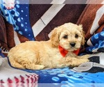 Small Photo #6 Cavachon Puppy For Sale in AIRVILLE, PA, USA