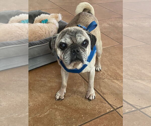 Medium Photo #3 Pug-Unknown Mix Puppy For Sale in Queen Creek, AZ, USA