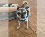 Small #2 Pug Mix