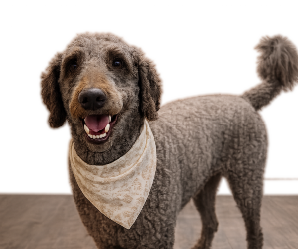 Medium Photo #1 Double Doodle Puppy For Sale in ANDERSON, SC, USA