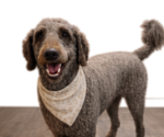 Small Photo #1 Double Doodle Puppy For Sale in ANDERSON, SC, USA
