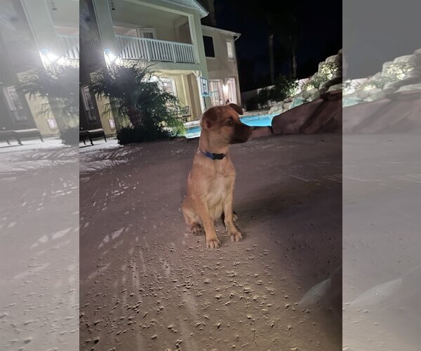 Medium Photo #14 Chiranian Puppy For Sale in Dana Point, CA, USA