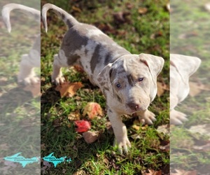 Medium Catahoula Leopard Dog