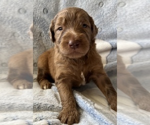 Labradoodle Puppy for Sale in LEXINGTON, Georgia USA