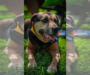 Abby - Awesome Girl! - Female Mutt Dog for Adoption - Photo #4